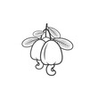 © iconation - illustration of a cashew, anacardium icon, vector art.