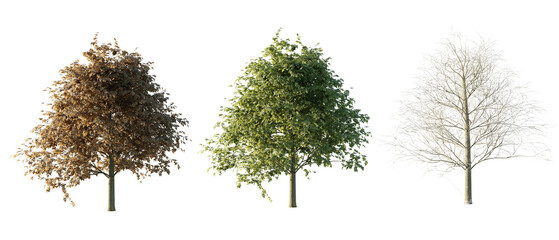 Wall Mural - isolated cutout  tree Fagus sylvatica in 3 different model option, daylight, summer season, best use for landscape design, and post pro render