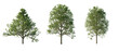 isolated cutout  tree Alnus-glutinosa in 3 different model option, daylight, summer season, best use for landscape design, and post pro render