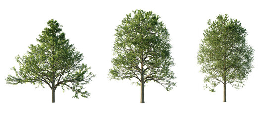 Wall Mural - isolated cutout  tree Alnus-glutinosa in 3 different model option, daylight, summer season, best use for landscape design, and post pro render