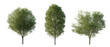 isolated cutout  tree Carpinus Betulus in 3 different model option, daylight, summer season, best use for landscape design, and post pro render