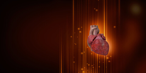 3d illustration  Anatomy of Human Heart 