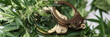 © H_Ko - Handcuffs lying on green leaves of marijuana closeup. Criminal punishment for selling drugs concept