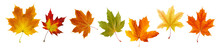 Collection Of Autumn Leaves Isolated On Transparent Or White Background, Png