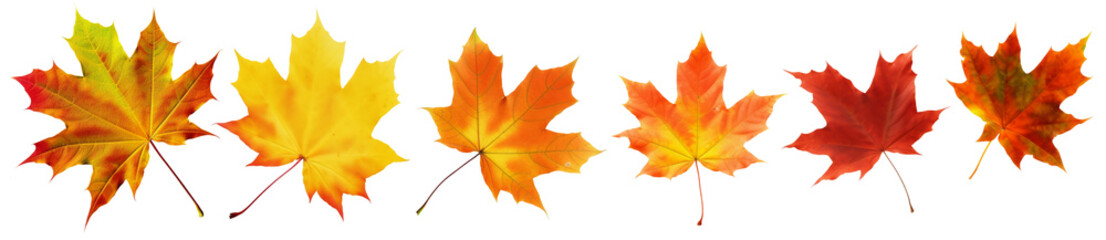Wall Mural - collection of autumn leaves isolated on transparent or white background, png