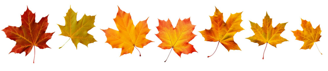 Collection of autumn leaves isolated on transparent or white background, png