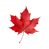 Fototapeta  - Red maple leaf isolated on transparent or white background, png