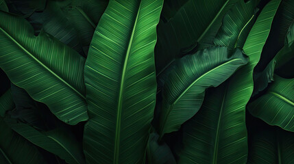 tropical banana leaf texture in garden, abstract green leaf, large palm foliage nature dark green ba
