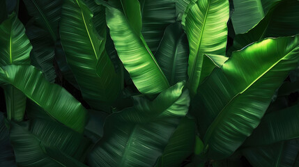 Wall Mural - Tropical banana leaf texture, large palm foliage nature dark green background, Generative AI