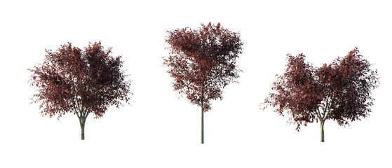 Wall Mural - isolated cutout  tree Prunus cerasifera in 3 different model option, daylight, summer season, best use for landscape design, and post pro render