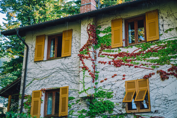 Street view of an old-fashioned French village house, with wooden yellow doors and shutters on the windows, and grapevines trailing over the facade.