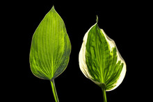 Green And Variegated Leaves Of Hosta Plantain Lily Isolated On Black Background, Minimalistic Tropical Style