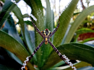 spider on a web