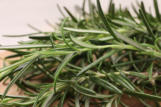 Sprigs of fresh green rosemary, closeup view