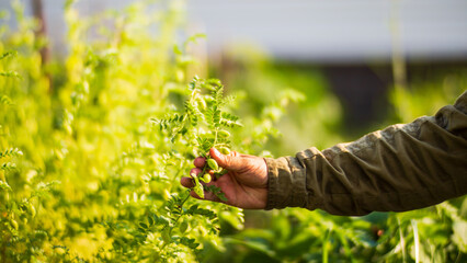 Farmer's hands harvest crops in the garden. Plantation work. Autumn harvest and healthy organic food concept close up with selective focus