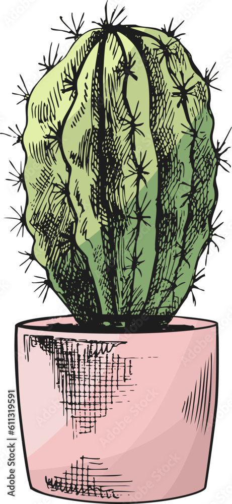 Hand drawn colored vector sketch of a cactus in a pot. Isolated element ...