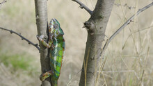 Green Chameleon Going Up Tree Trunk On Sunny Day. Panther Chameleon (Furcifer Pardalis).
