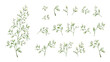 Set of watercolor botanical small leaves elements