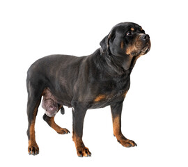 Poster - rottweiler tumor in studio