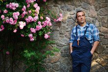 Portrait Of Caucasian Handsome Gardener 40s, In Work Uniform, Standing With His Hands In Pockets Near A Bush Of Blooming Roses Against The Background Of A Brick Wall, Looking Dreamily Aside. Gardening