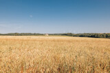 Fototapeta Sawanna - Champ de blé en été avec vue sur des éoliennes en arrière plan et ciel bleu en France