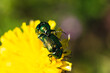 Small metallic green beetles reproducing on a yellow flower in an orchard at springtime, coleoptera