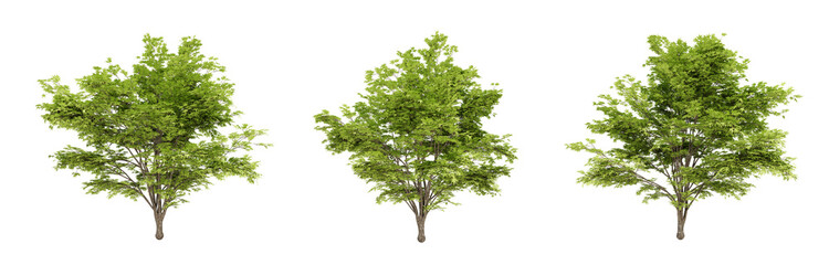 Acer palmatum trees on transparent background, 3d render illustration.