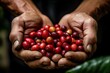 © somchai20162516 - arabica coffee berries with agriculturist handsRobusta and arabica coffee berries with agriculturist hands, Gia Lai, Vietnam