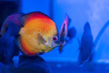 Discus fish, beautiful male discus on a cold background