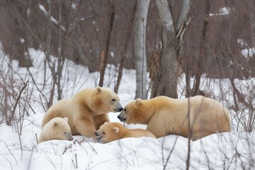 Poster - polar bear mother watches over her cubs, while they play and wrestle in the snow, created with generative ai