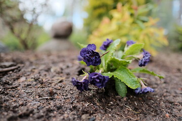 Canvas Print - Primula Belarina, Purple Primulas. Plantae. Primula vulgaris. Primula acaulis