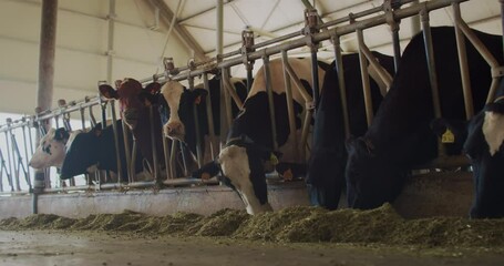 Wall Mural - Slow Motion Shot of Cattle Livestock Eating Hay in an Animals Farm on a Sunny Day. Ecologically Grown Cows Used for High Quality Biological Milk Product and Dairy Industry 