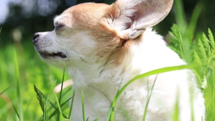 Poster - dog breed chihuahua sits in grass in meadow in summer.