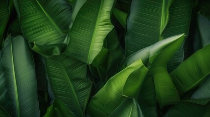 Tropical banana palm leaves texture green background, AI generated.