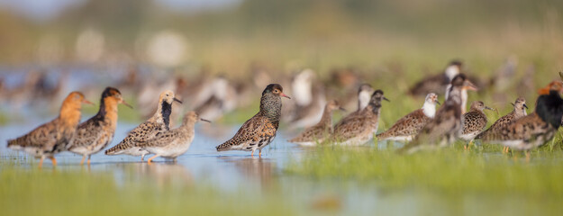 Ruff - birds at a wetland on the mating season in spring