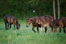 Horses Pasturing On Field