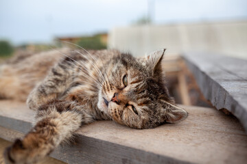 Wall Mural - A beautiful gray cat in close-up lies and rests on a table in nature. The cat then looks into the camera then sleeps.