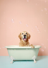 Cute Golden Retriever Dog In A Small Bathtub With Soap Foam And Bubbles, Cute Pastel Colors.