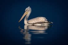 Dalmatian Pelican Floats On Water Casting Reflection