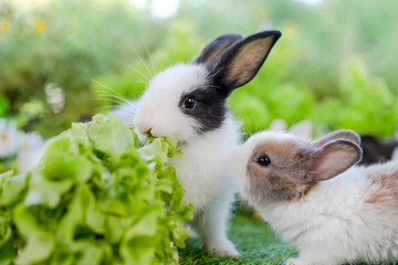young cute rabbit eating green lettuce on grass with natural bokeh background, closed up of adorable