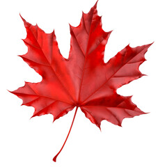red maple leaf isolated transparent on white background, generative ai