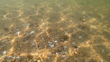 Underwater View Of Sandy Bottom With Shells In Transparent Water. Sand Seabed Underwater. Moving Under Water. Ripples On Water, Reflection Sun On Sand. Natural Background, Nature Backdrop. Slow Motion