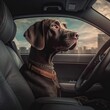Portrait of a cute dog weimaraner sitting in a car. Generative AI technology