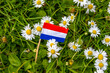 Toothpick with the Dutch flag on the green grass with white daisy flowers, concept of garbage polluting the environment after a national holiday