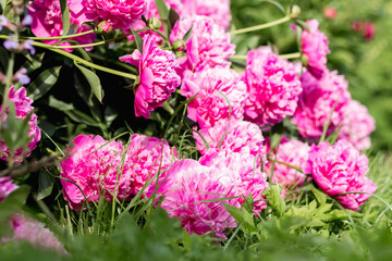 Canvas Print - pink peony