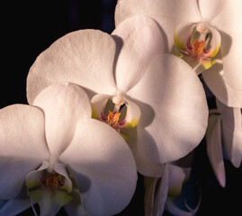 Canvas Print - white orchid on black background..