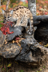 Wall Mural - Cougar Kitten (Puma concolor) in Log Looks Out Past Siblings Tail Autumn