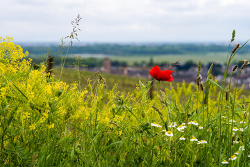 Wall Mural - un écosystème florissant : renaissance de la biodiversité au cœur du vignoble alsacien, cea, alsace,