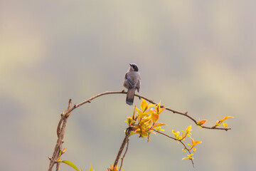 Beautiful sibia (Heterophasia pulchella) at Eaglenest Wildlife Sanctuary, Arunachal Pradesh, India