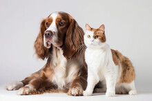 The Domestic Duo Of A Dog And Cat Sitting Together, Showcasing The Perfect Example Of Companionship. - AI Generative
